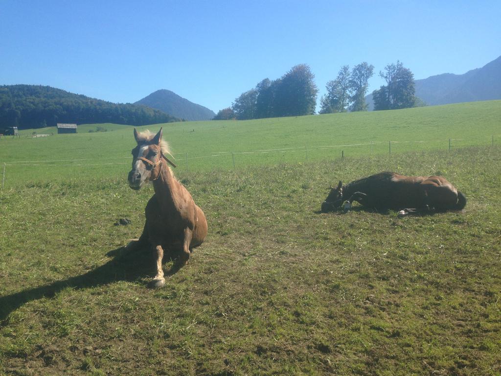 Reitbauernhof Schartner Altaussee Exterior foto